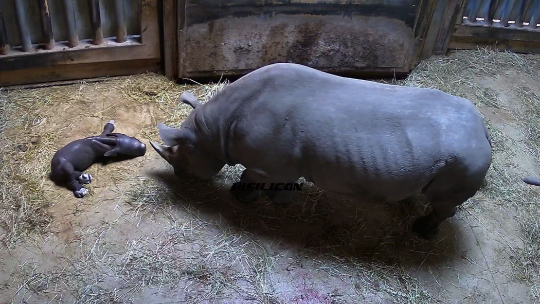 RHINO WATCH: Critically endangered Eastern Black Rhino calf born at Lincoln Park Zoo - ABC7 Chicago