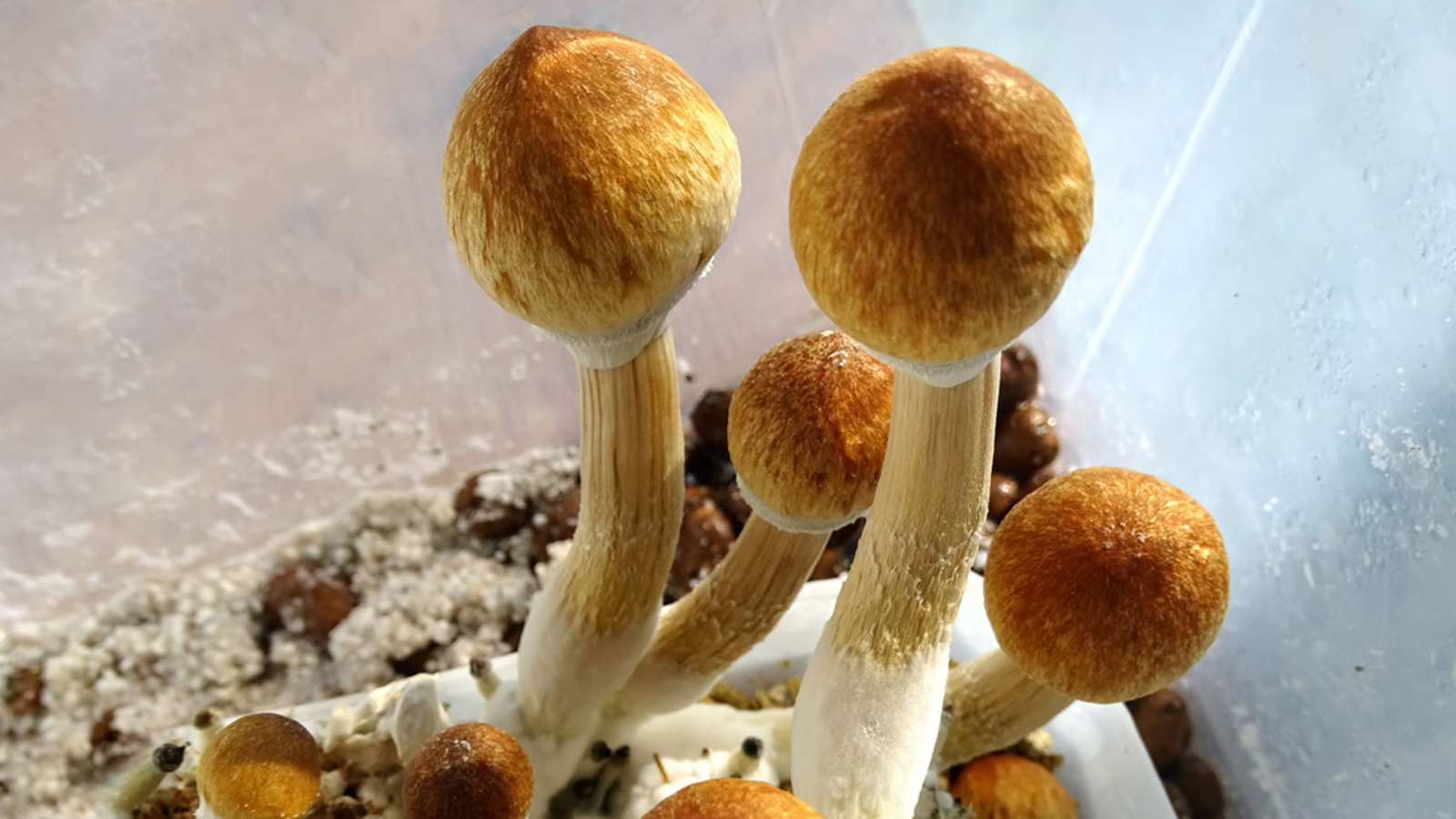 Decriminalizing psychedelic drugs? It could happen in Oakland