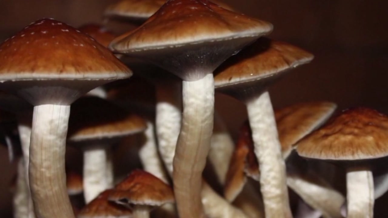 Decriminalizing psychedelic drugs? It could happen in Oakland