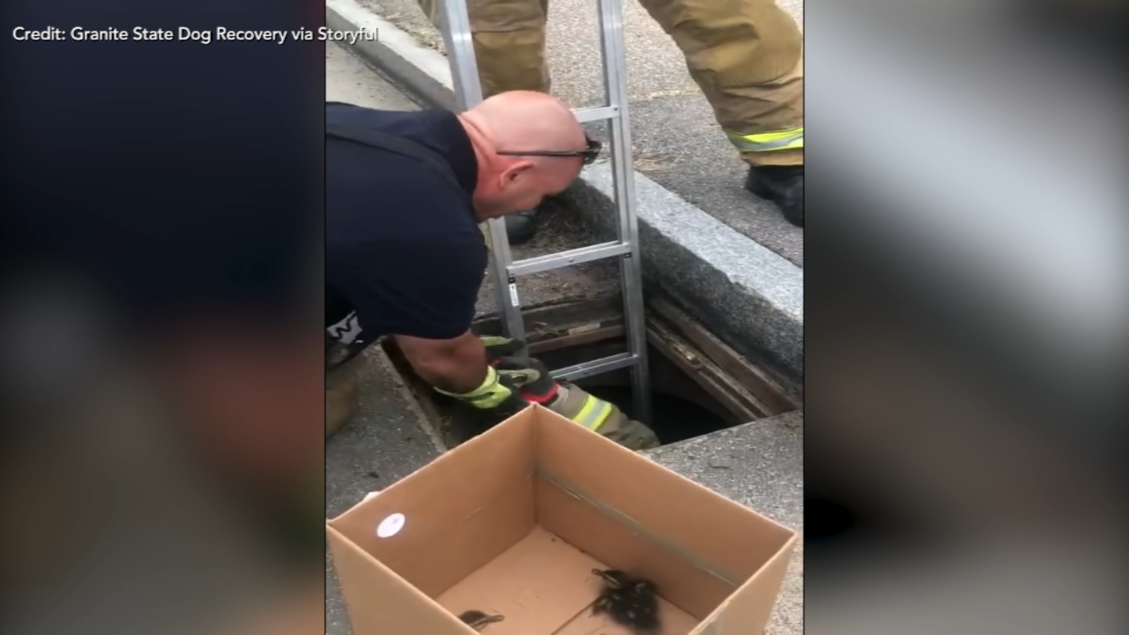 Firefighters rescue ducklings from storm drain in New Hampshire ...