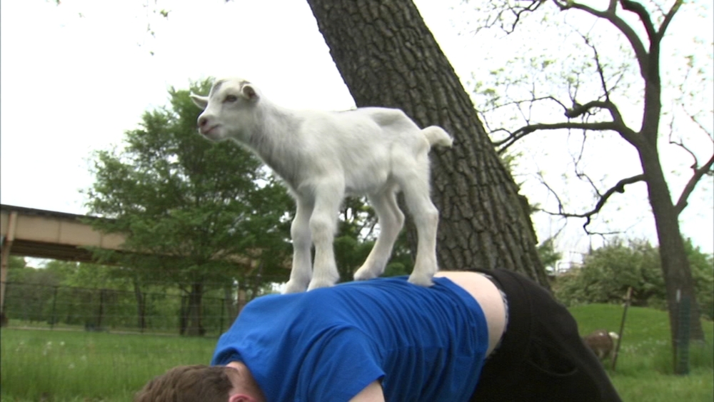 West Side farm helps make goat yoga craze possible in Chicago