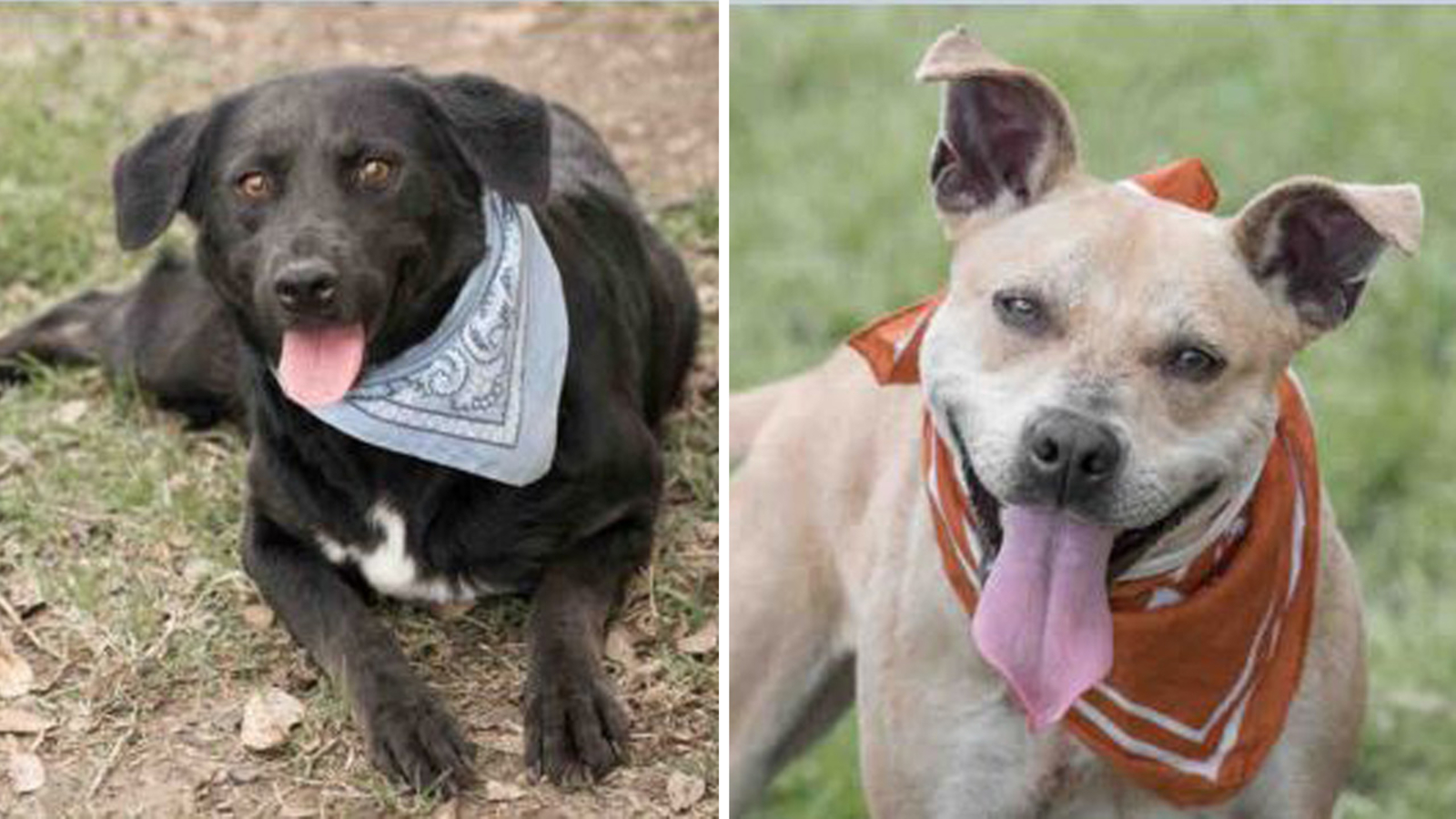 fort bend county animal services event april 2023