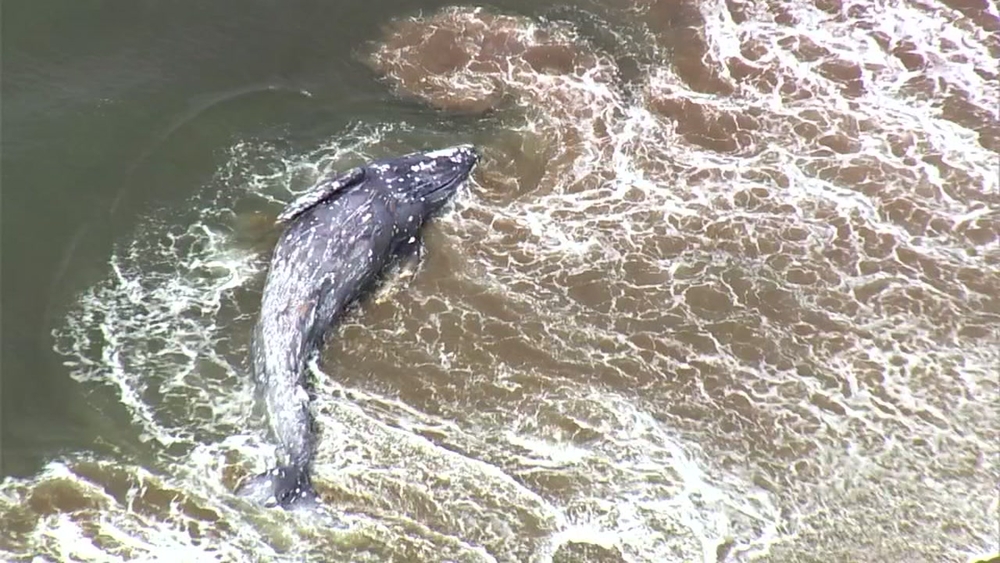 Dead whale washes ashore in Point Reyes
