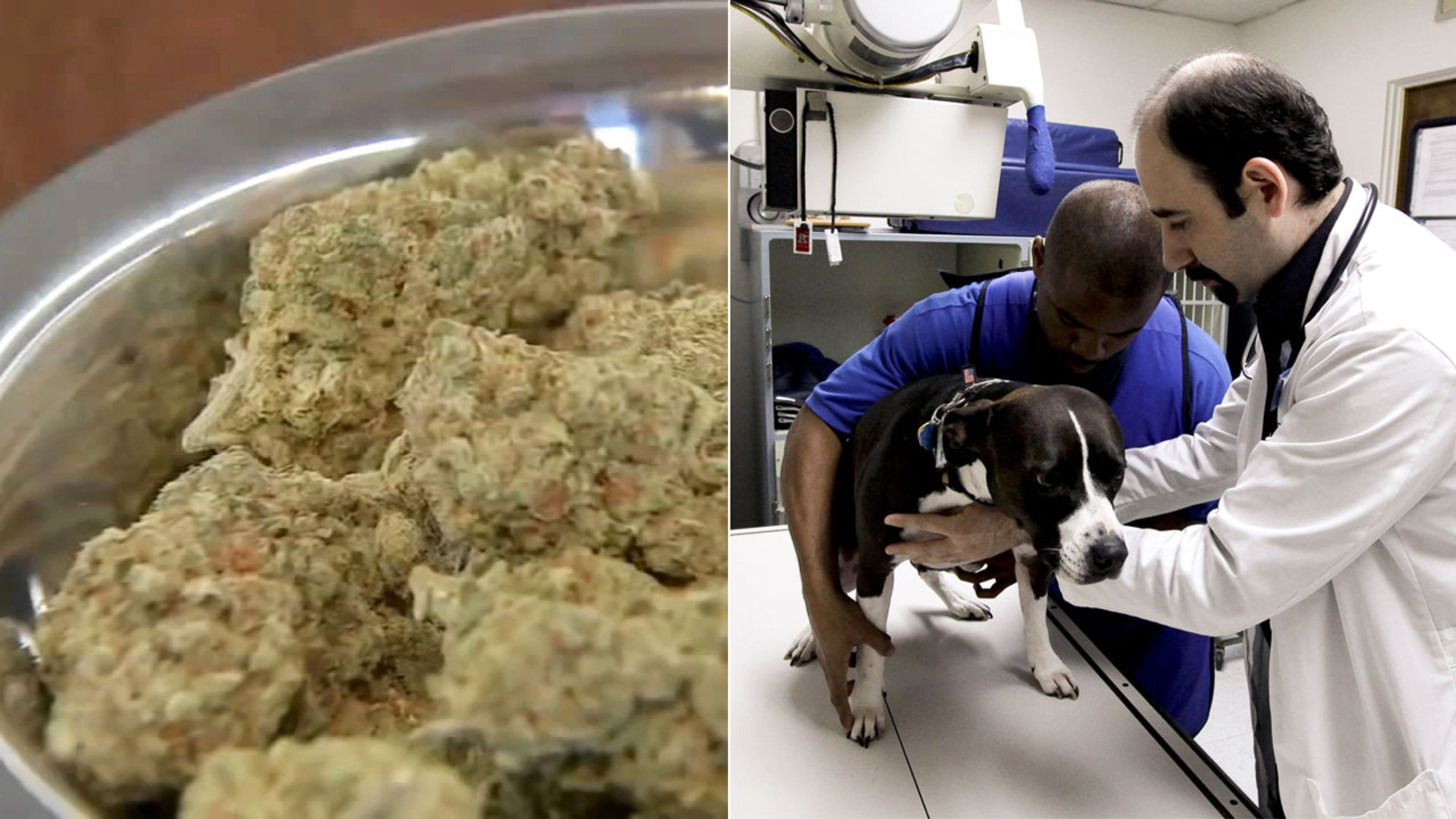 California veterinarians could soon medical marijuana for