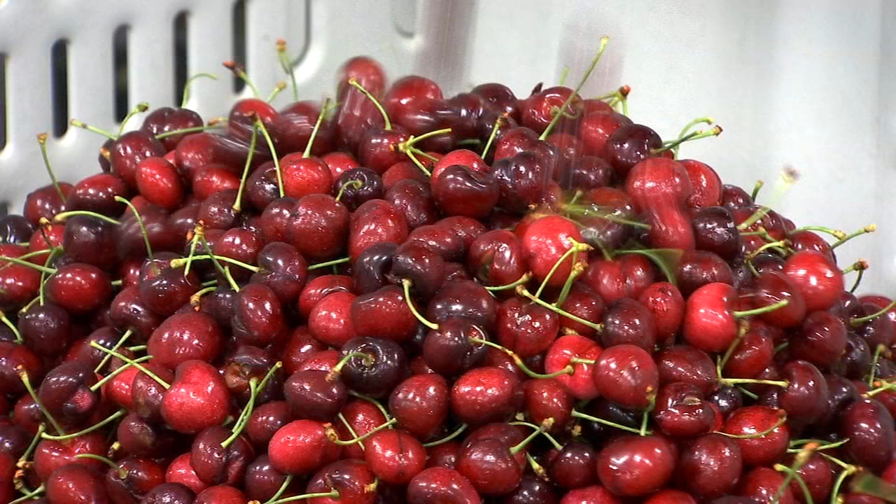 Fresno County may request disaster declaration after 60 percent of cherry crop destroyed by rain