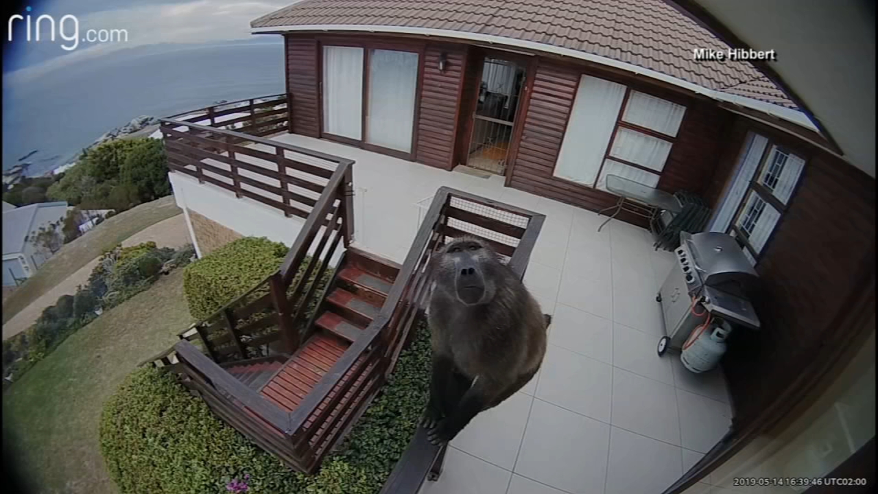Babboon is one nosy neighbor in South Africa