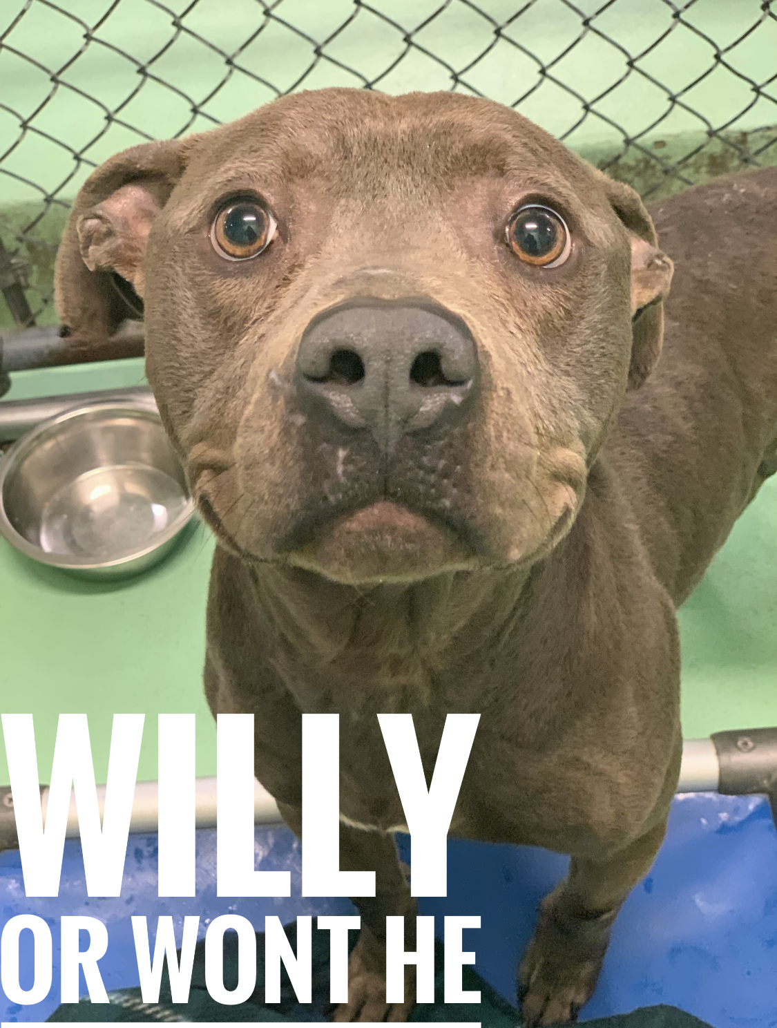 Furbaby Friday: Animals up for adoption at APS of Durham - ABC11 ...