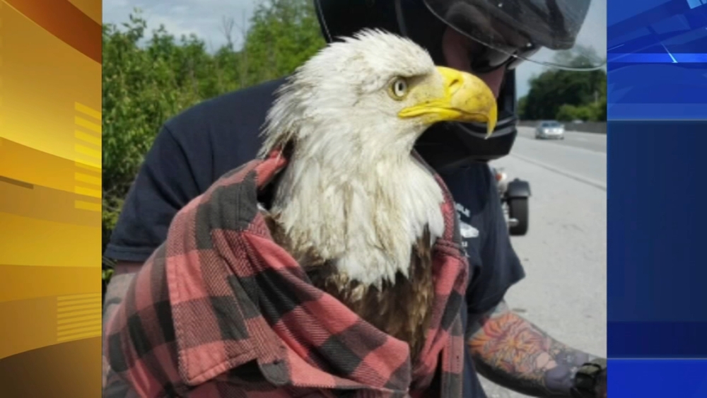 Good Samaritan saves injured Bald Eagle