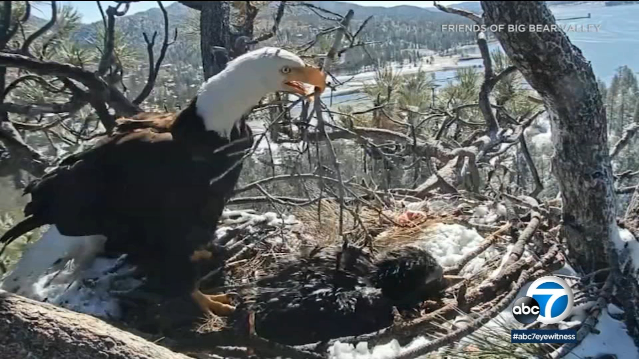 Bald eaglet dies weeks after hatching in Big Bear nest