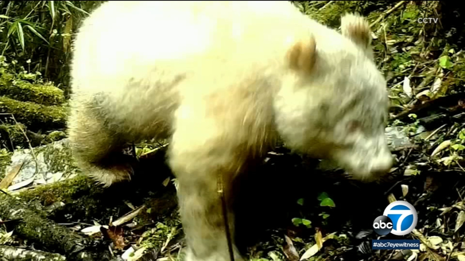 Albino giant panda caught on camera for first time in China, researcher