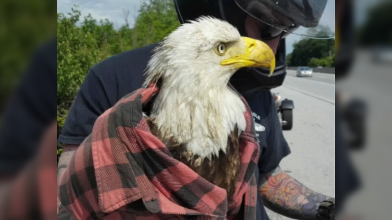 Good Samaritan saves injured bald eagle