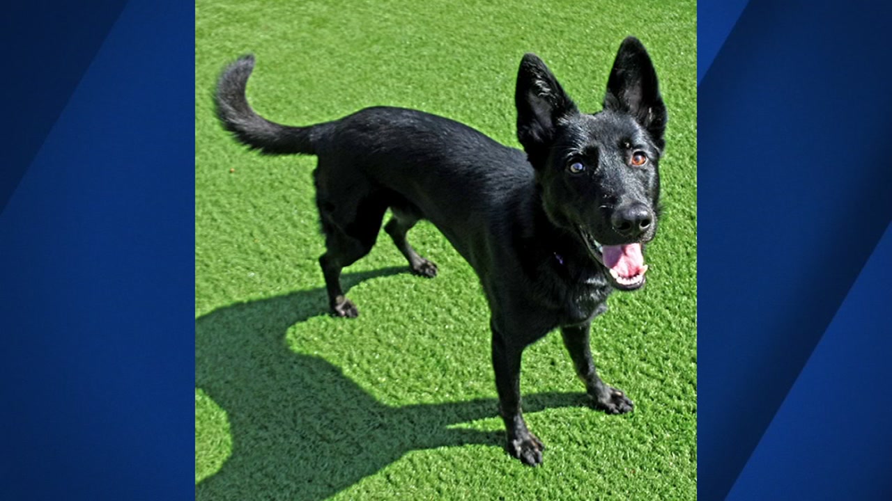 Meet this week's Perfect Pet: Misty