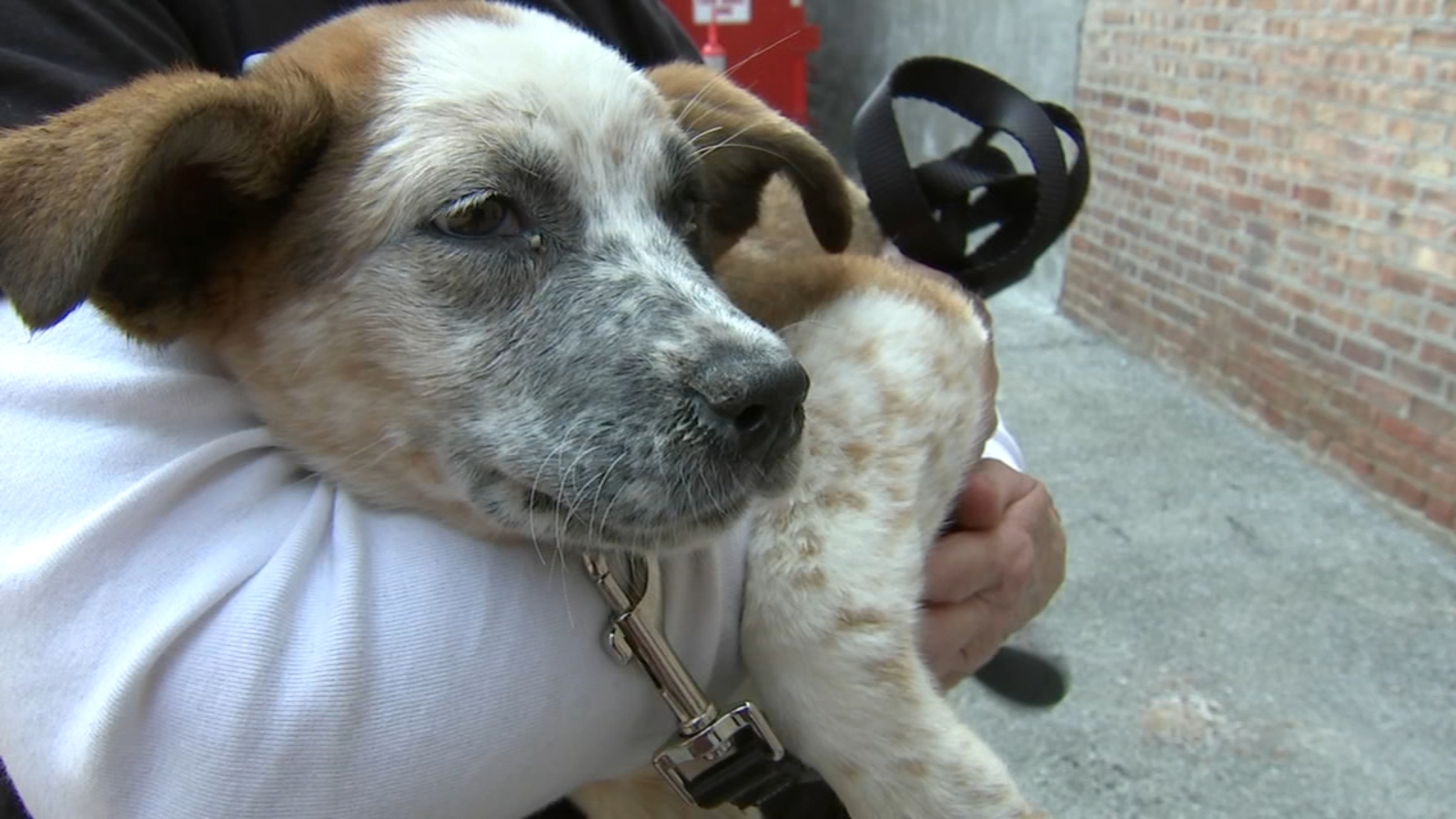 Animals affected by Oklahoma storms arrive at PAWS Chicago ABC7 Chicago