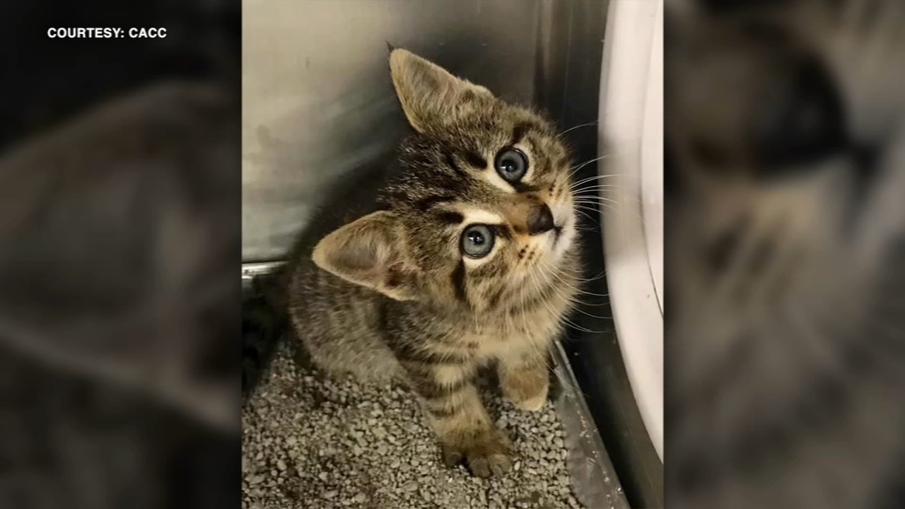 What to do if you find stray kittens