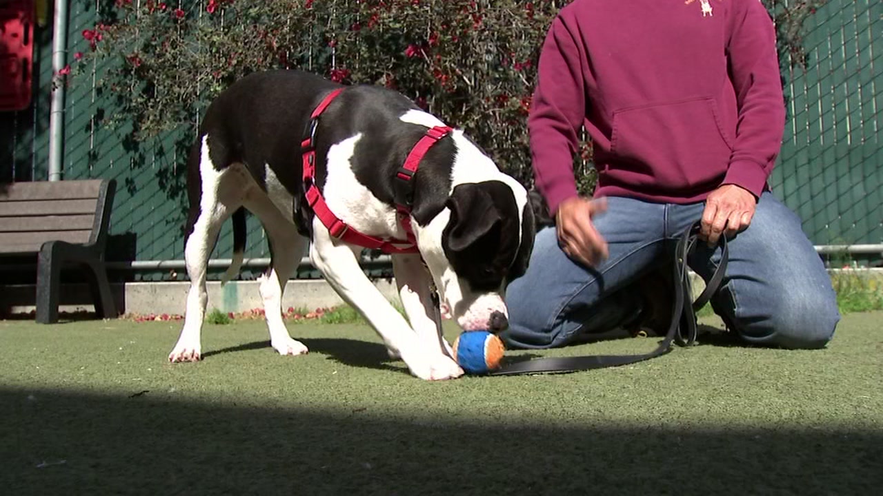 Nonprofit helping veterans and saving dogs that would be euthanized