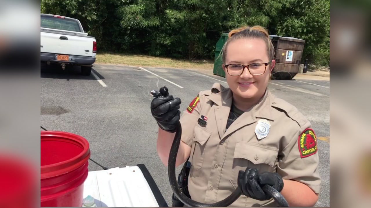 Raleigh officers rescue snake caught in mouse trap glue