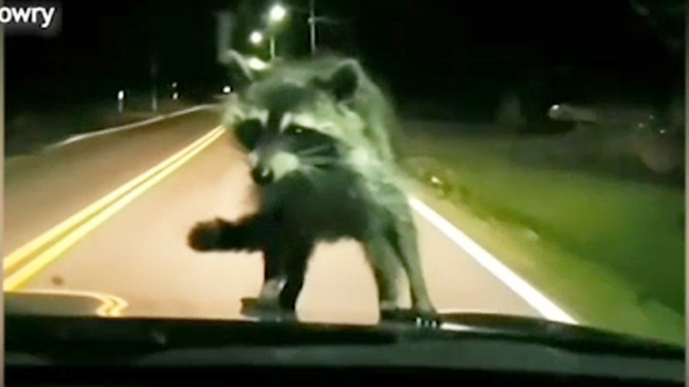 Raccoon takes wild ride on family's windshield