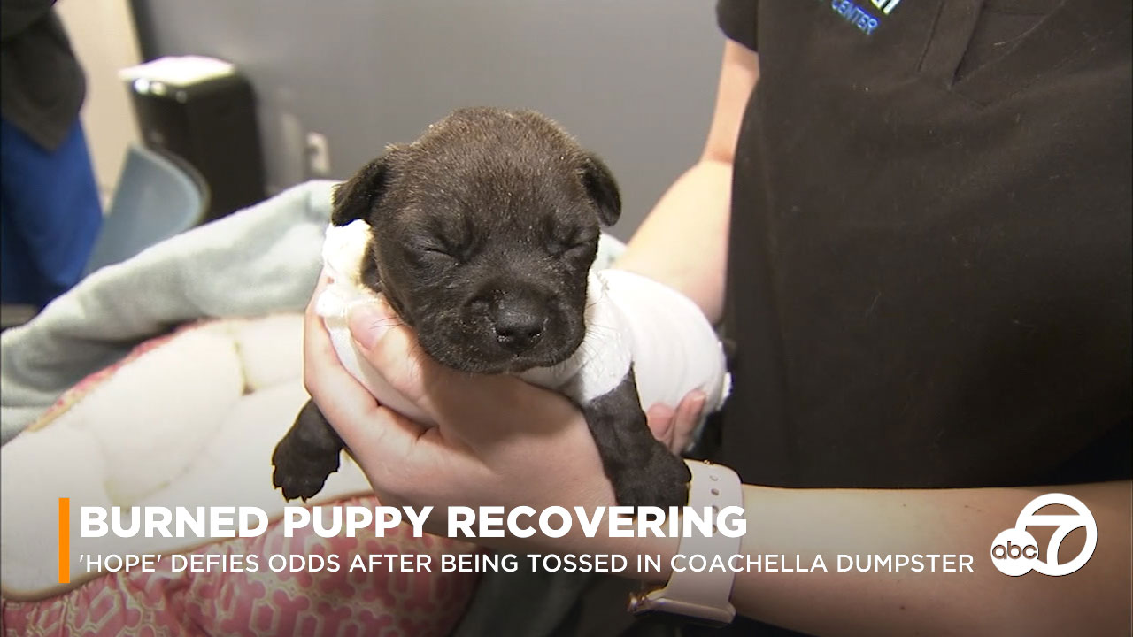 Eyewitness This: Coachella puppy's miraculous recovery, Burbank Airport noise complaints, CA's economy ranks high on list