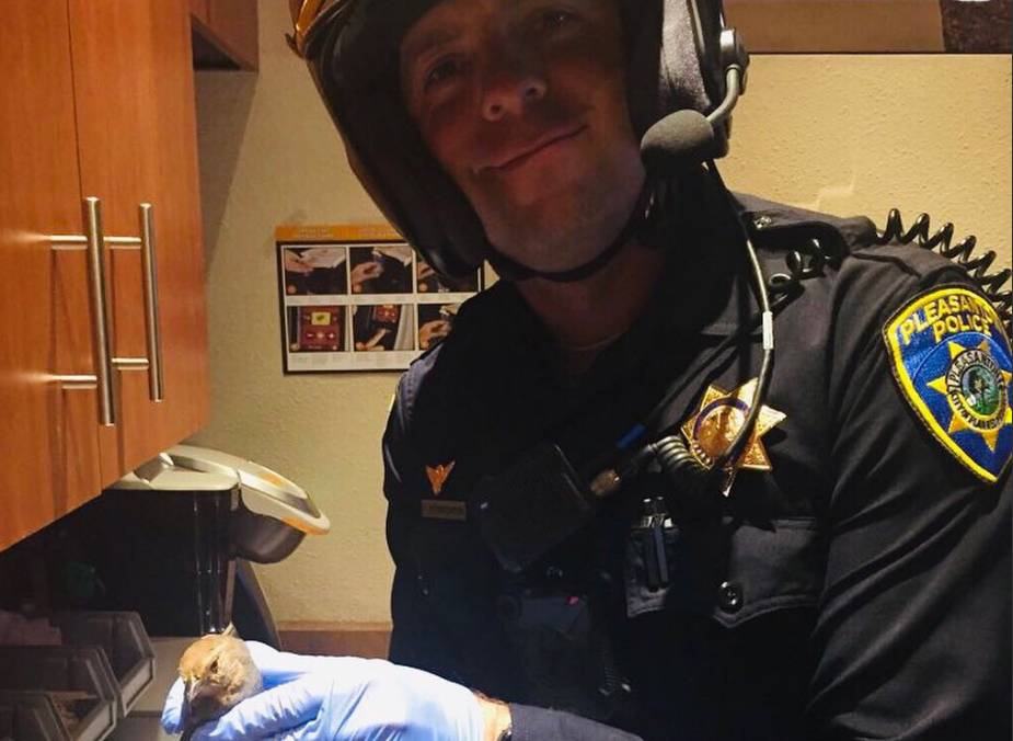 Sticky situation! Police officer helps pull bird from glue trap.