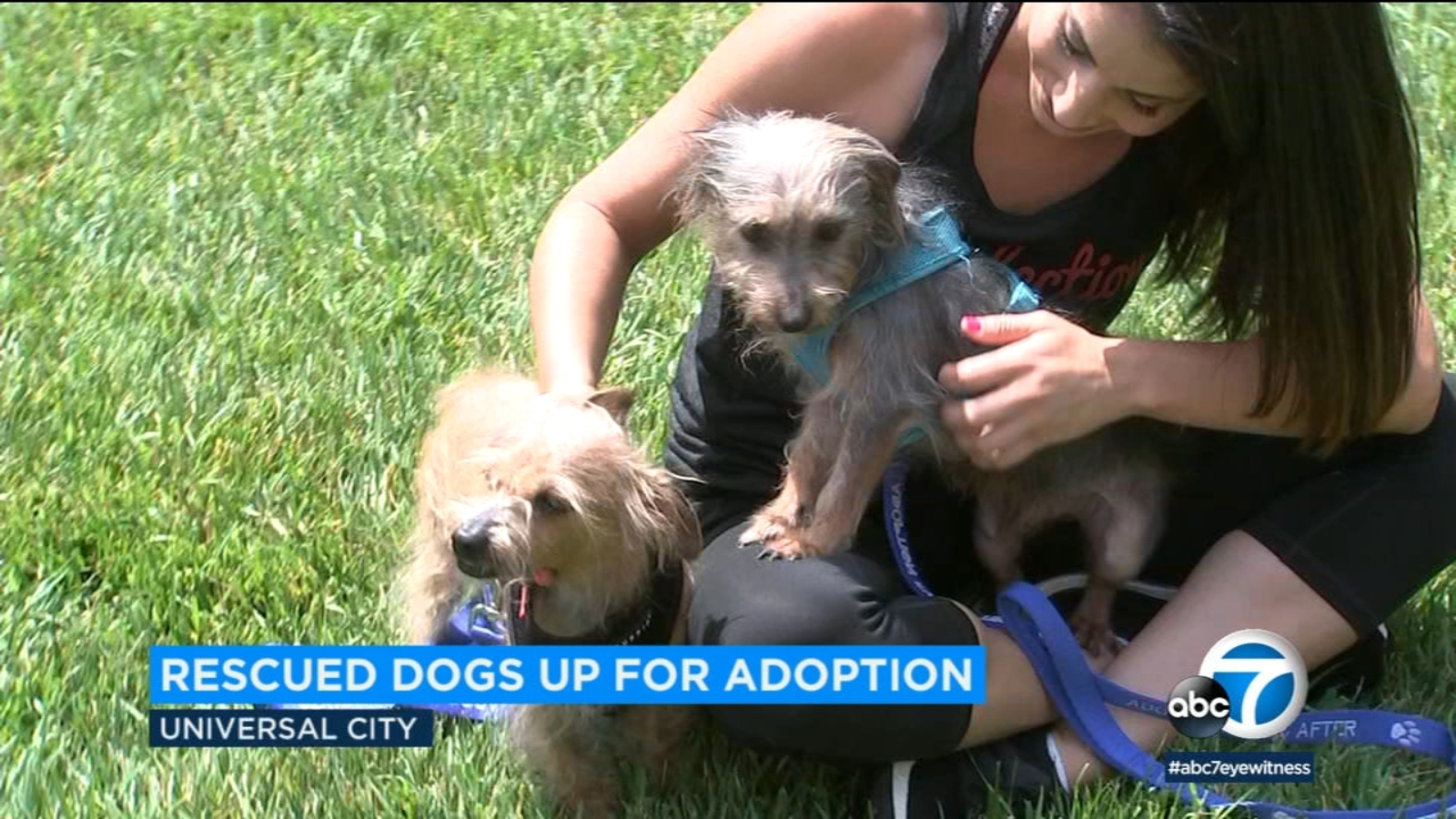 Dogs rescued from Coachella home go up for adoption ABC7 Los Angeles