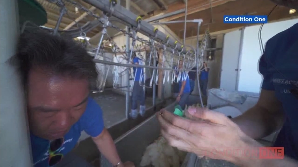 Animal rights activist says he was almost killed while protesting at duck farm 