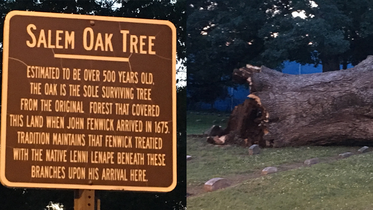 Over 500-year-old oak tree topples in Salem, New Jersey