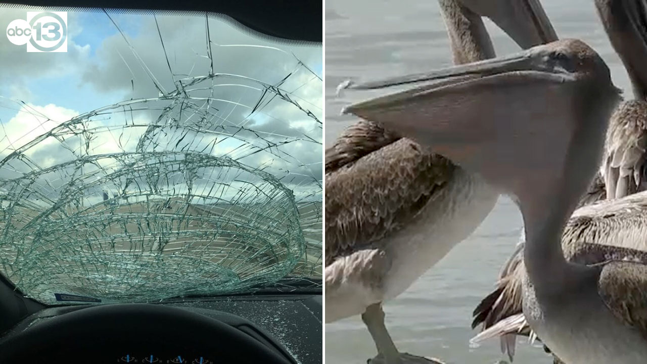 Pelican smashes into Galveston County family's windshield while on the causeway