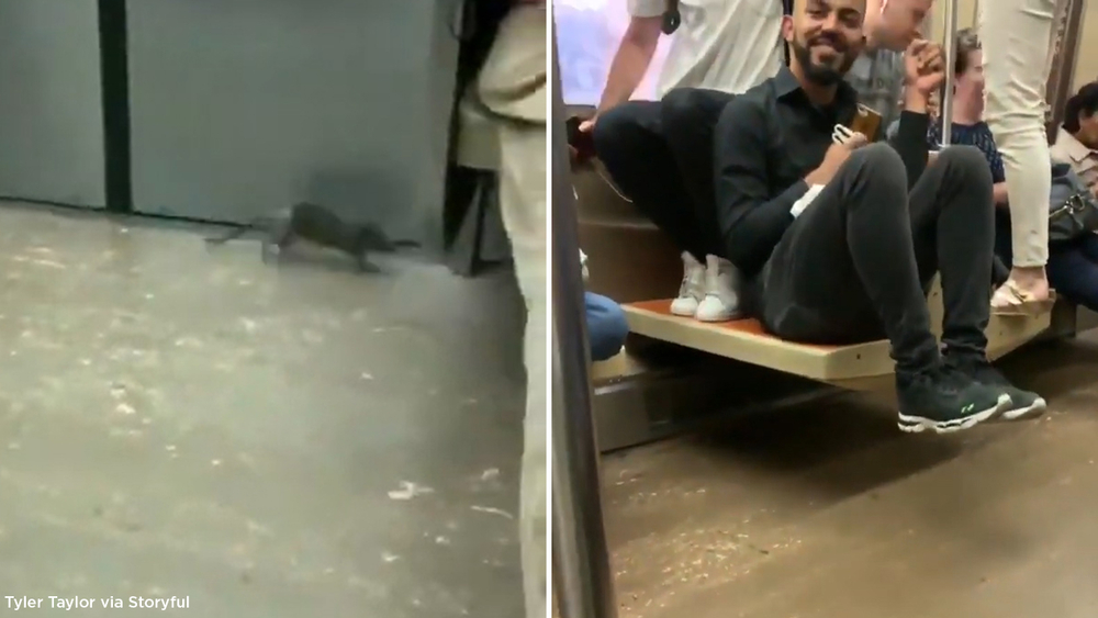 Rat goes for commute on subway - gets off at 42nd Street