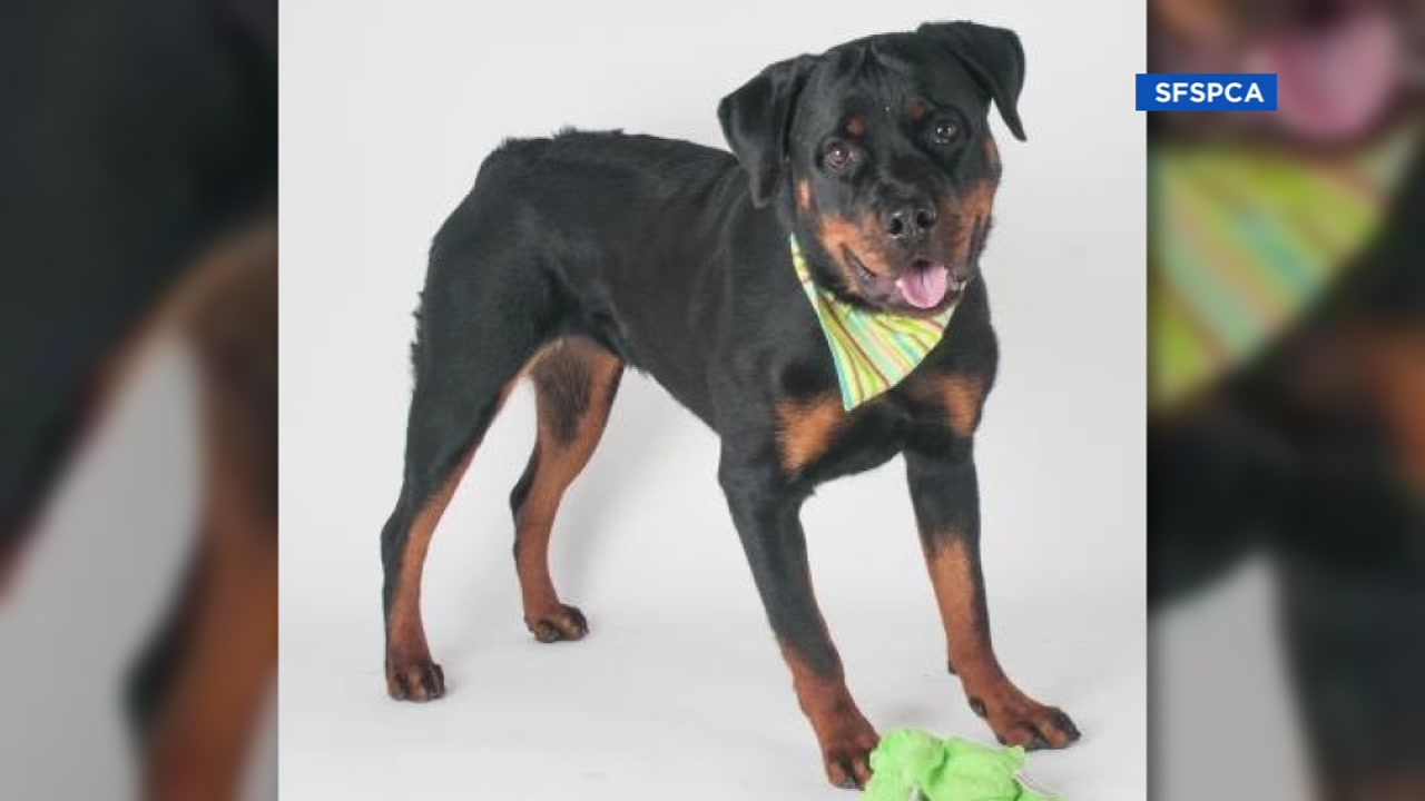 Meet this week's Perfect Pet: Stormy
