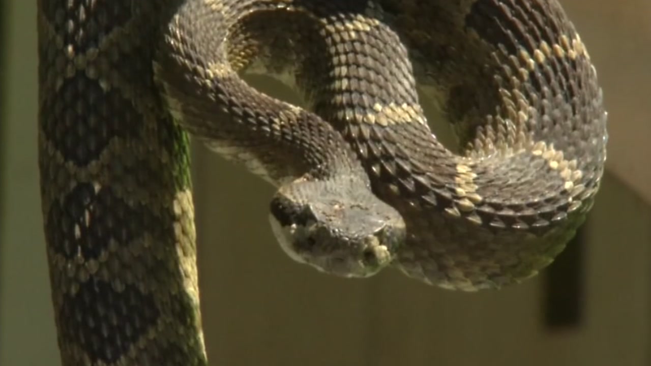 What to do (and not do) when you encounter a rattlesnake.