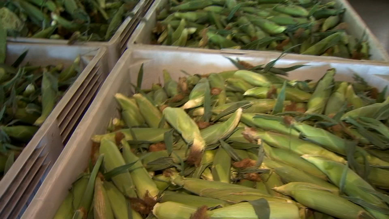 Sweet corn back on sale at Fresno State's Gibson Farm Market