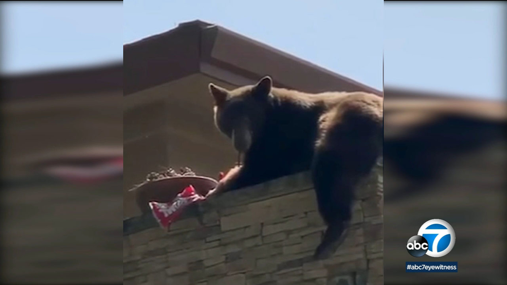 Bear eats Twizzlers on top of wall