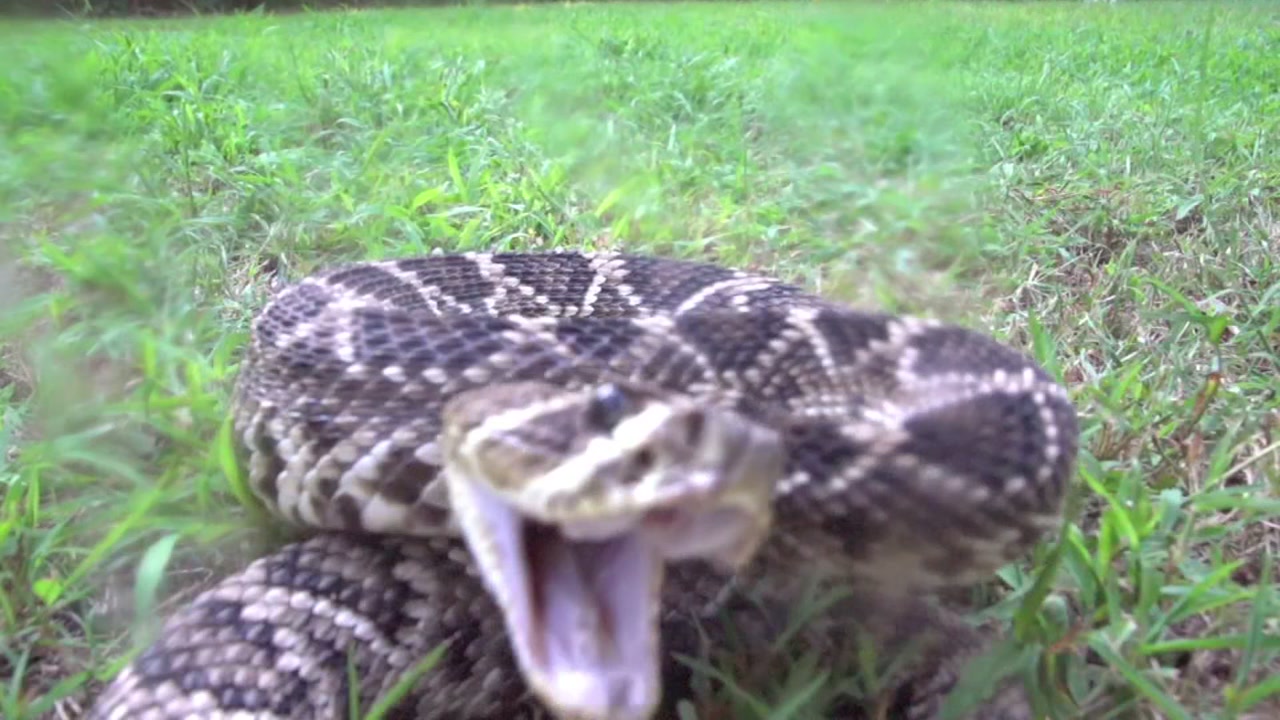 Snake bites: What to do if you are bitten