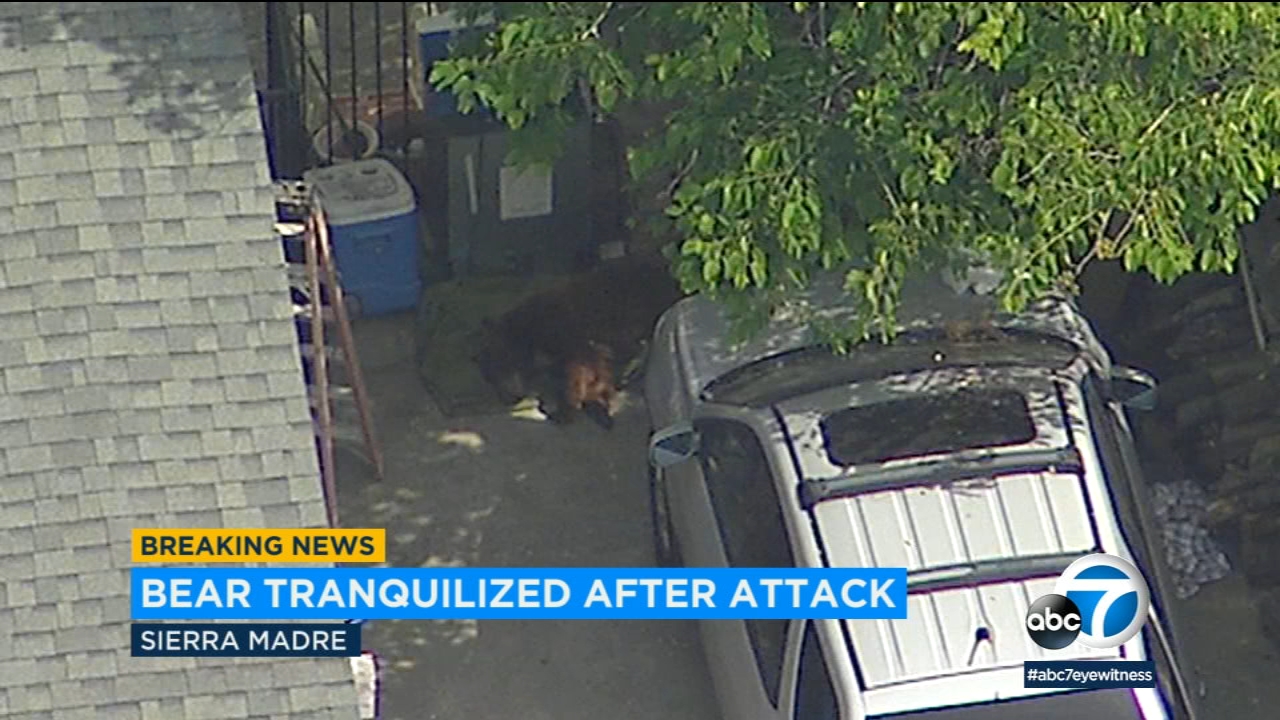 Man, dog attacked by bear in Sierra Madre neighborhood