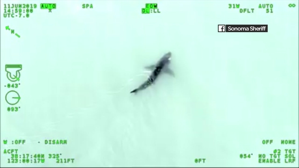 Sonoma County Sheriff's Office helicopter spots shark in Bodega Bay