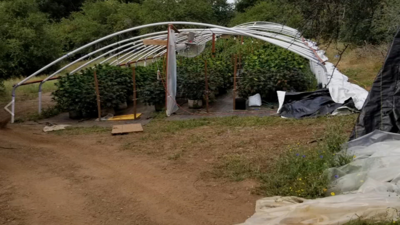Tulare Co. Sheriff's deputies find over 1,000 marijuana plants during