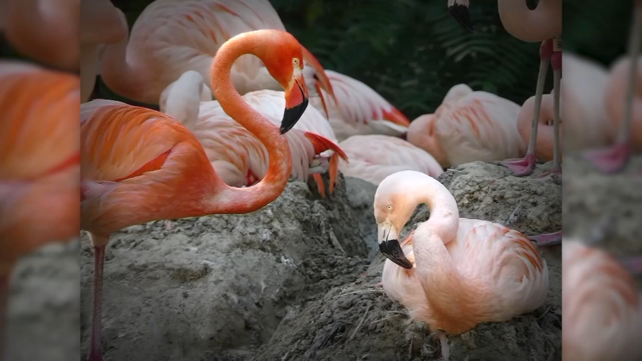Same-Sex Flamingo pair showcase their love at Denver Zoo