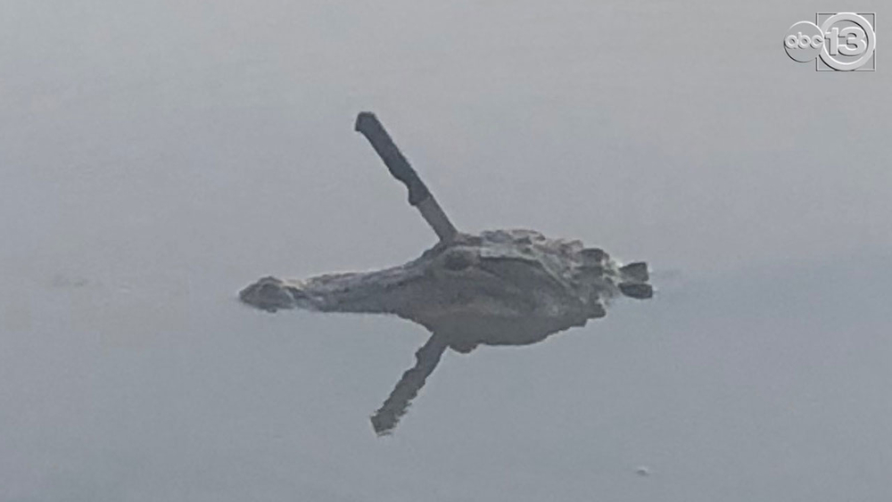 Neighbors worry about alligator with knife stuck in its head