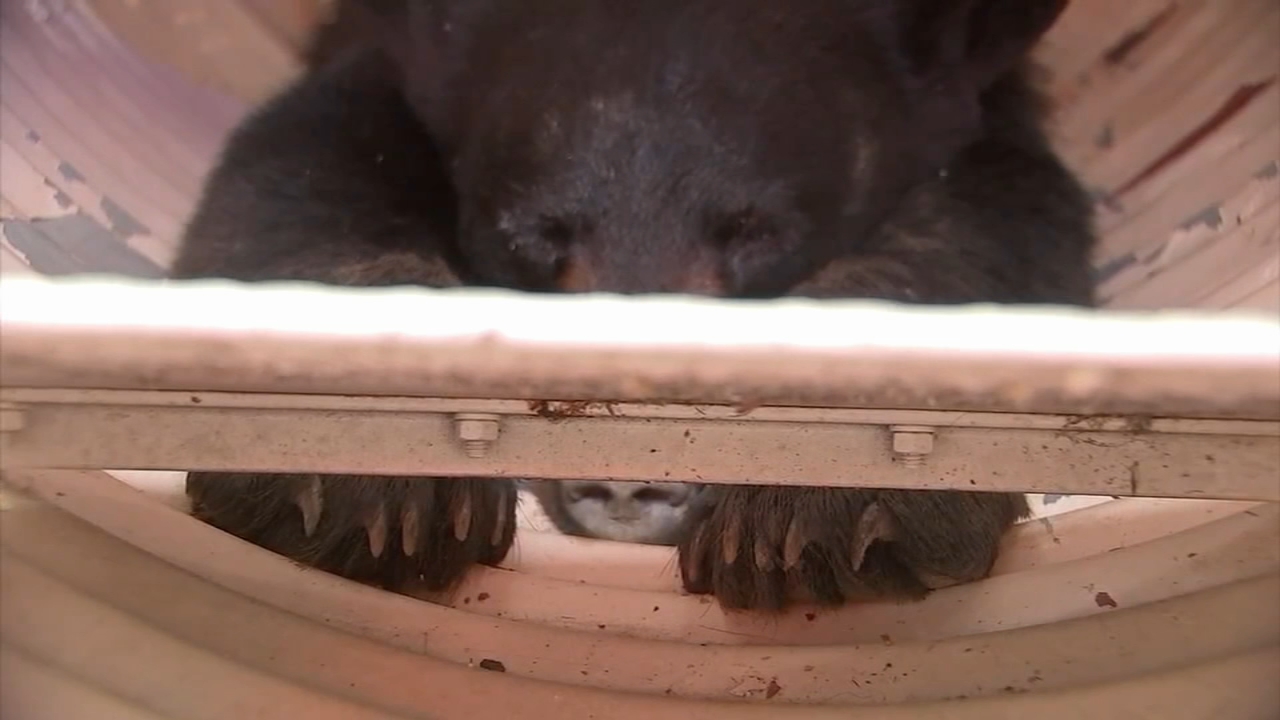 Black bear captured in Philadelphia after being on the run for 5 days