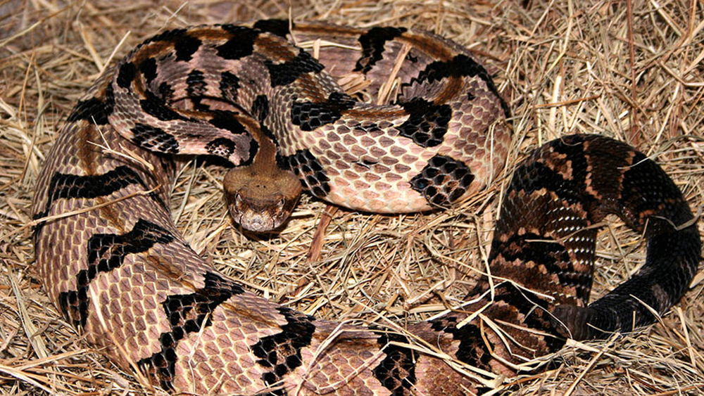 The six venomous snakes of North Carolina