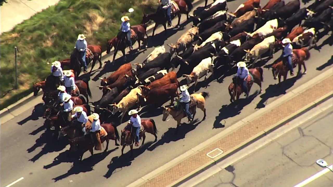 Cattle drive kicks off Alameda County Fair in Pleasanton