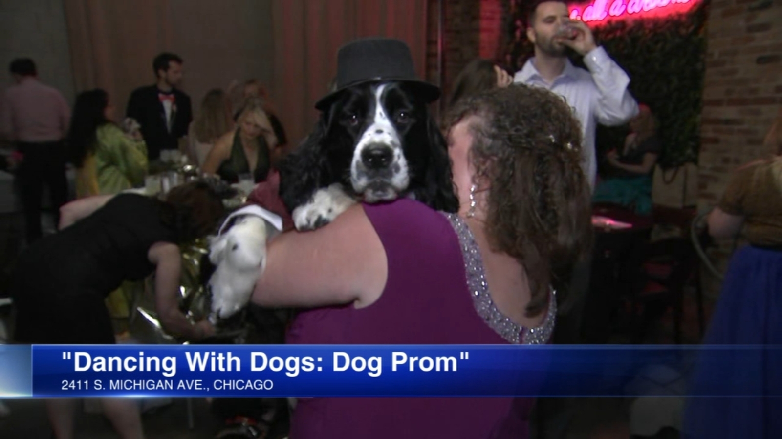 "Dog Prom" helps raise funds for dogs with cancer ABC7 Chicago