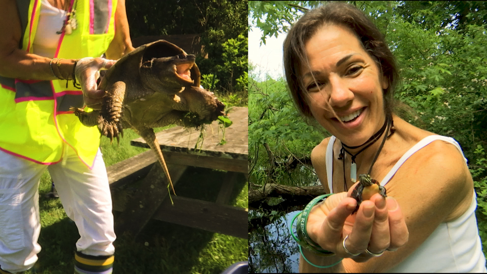 Turtle Rescue of the Hamptons save turtles lives and releases them into ...
