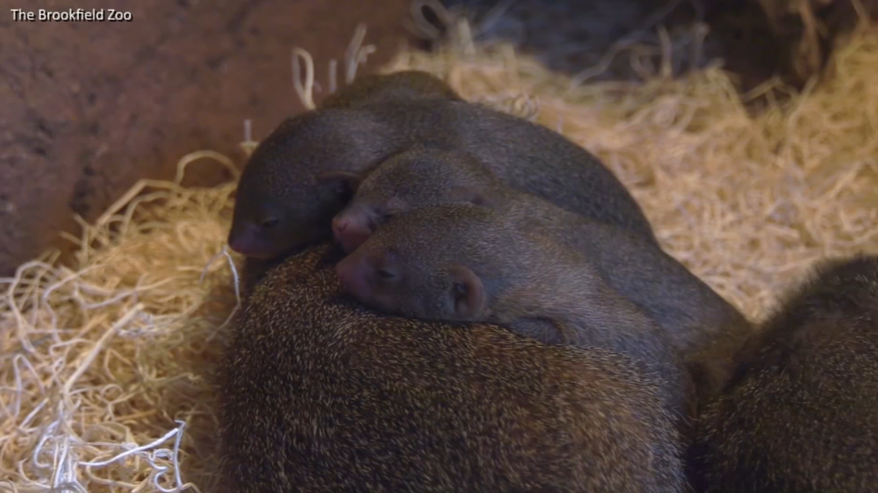 Brookfield Zoo welcomes Dwarf Mongoose Pups & Peafowl Chicks