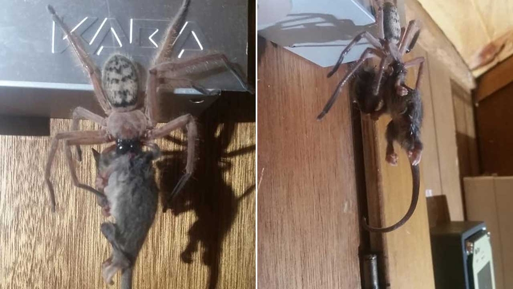 Stuff of nightmares' photos show reported huntsman spider eating pygmy possum in Tasmania, Australia - ABC7 San Francisco