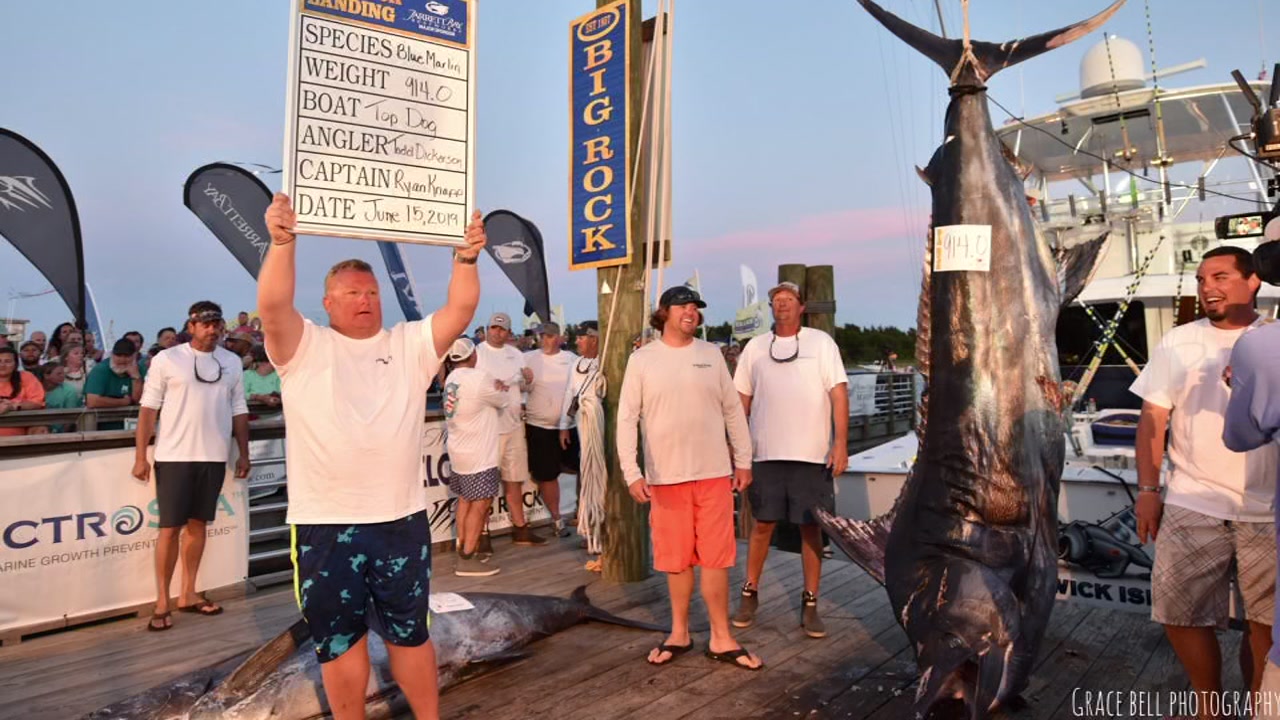 Fishermen reel in 914-pound blue marlin off NC coast
