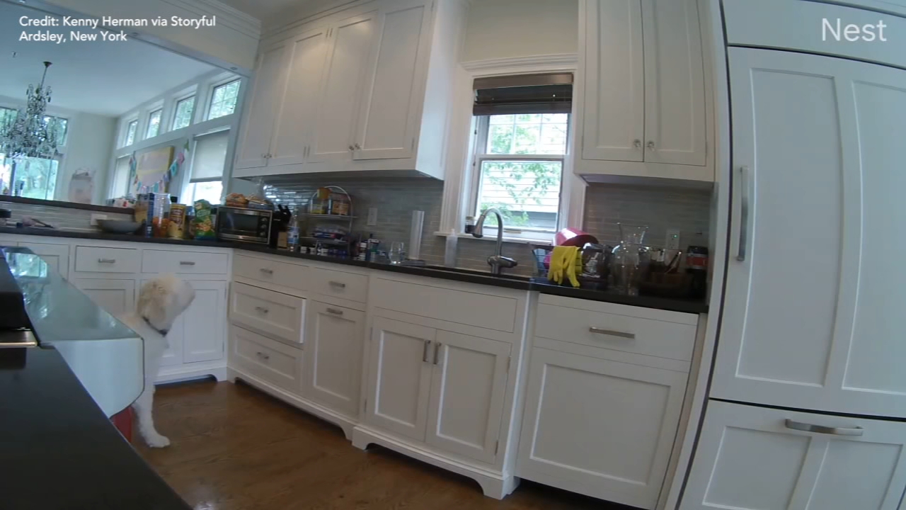 Determined dog swipes cookies off kitchen counter