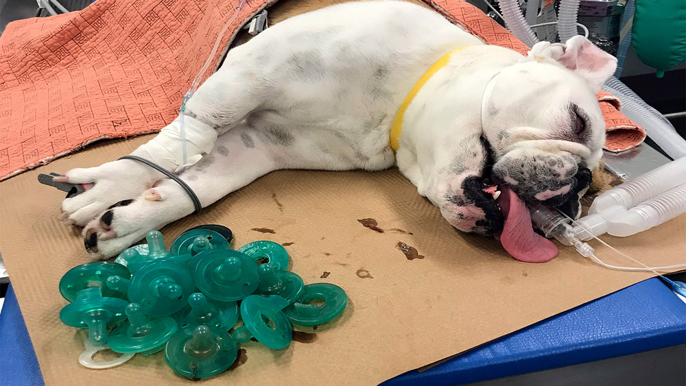 Bulldog swallows 19 baby pacifiers