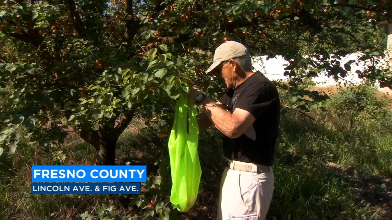 'Two Sisters UPick Apricots' allows customers to head out into the
