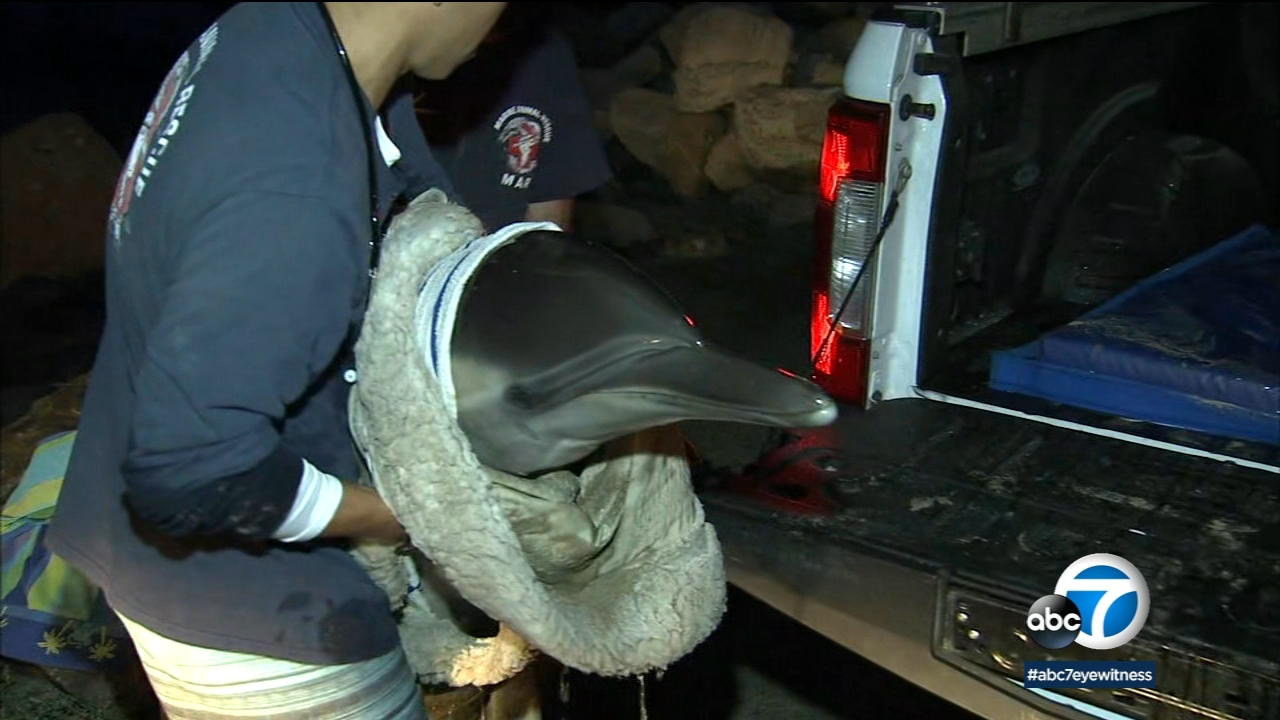 Struggling dolphin rescued after washing ashore in Hermosa Beach